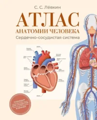 Атлас анатомии человека. Сердечно-сосудистая система. Сергей Лёвкин
