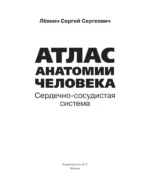 Атлас анатомии человека. Сердечно-сосудистая система — изображение 5