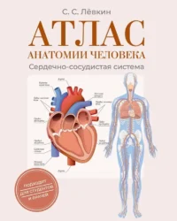 Атлас анатомии человека. Сердечно-сосудистая система. Сергей Лёвкин