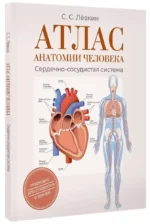 Атлас анатомии человека. Сердечно-сосудистая система — изображение 2