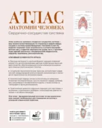 Атлас анатомии человека. Сердечно-сосудистая система — изображение 3