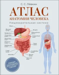 Атлас анатомии человека. Пищеварительная система. Сергей Лёвкин