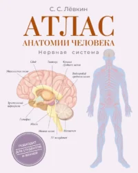 Атлас анатомии человека. Нервная система. Сергей Лёвкин