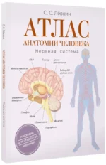 Атлас анатомии человека. Нервная система — изображение 2