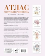 Атлас анатомии человека. Нервная система — изображение 3
