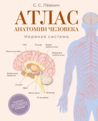 Атлас анатомии человека. Нервная система. Сергей Лёвкин