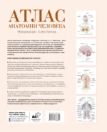 Атлас анатомии человека. Нервная система — изображение 2