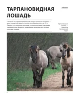 Лошади — изображение 8