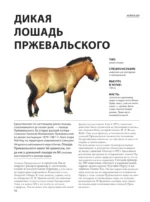 Лошади — изображение 10
