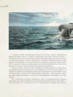 Киты. Неизведанный разум. История эволюции и новейшие исследования интеллекта морских гигантов — изображение 11
