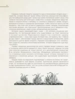 Киты. Неизведанный разум. История эволюции и новейшие исследования интеллекта морских гигантов — изображение 7
