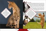 Большая энциклопедия о кошках и собаках — изображение 7