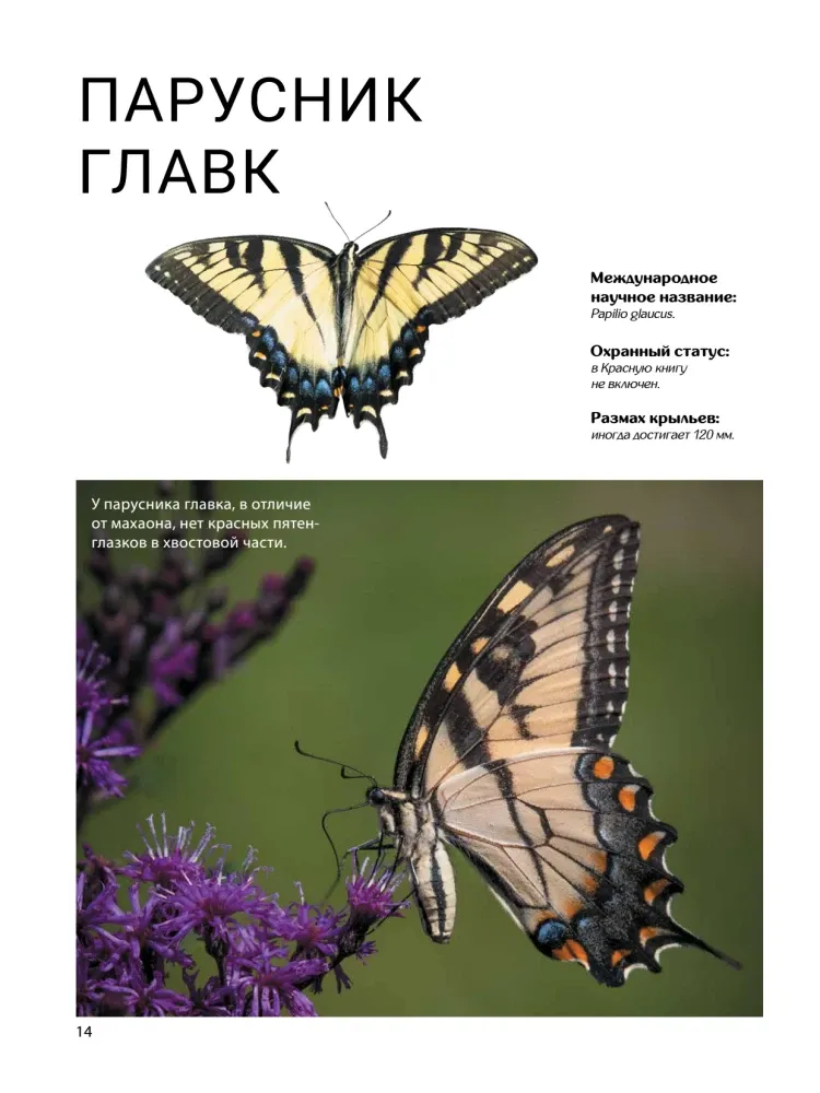Бабочки — изображение 15