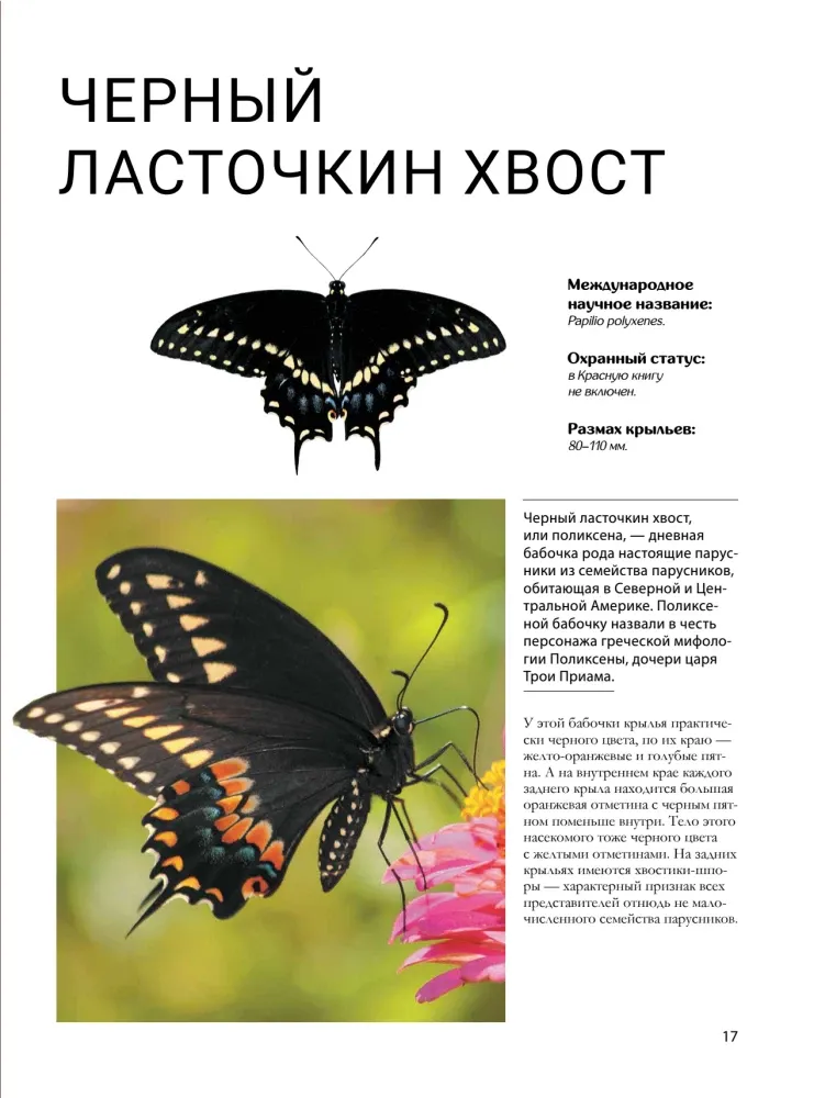 Бабочки — изображение 18
