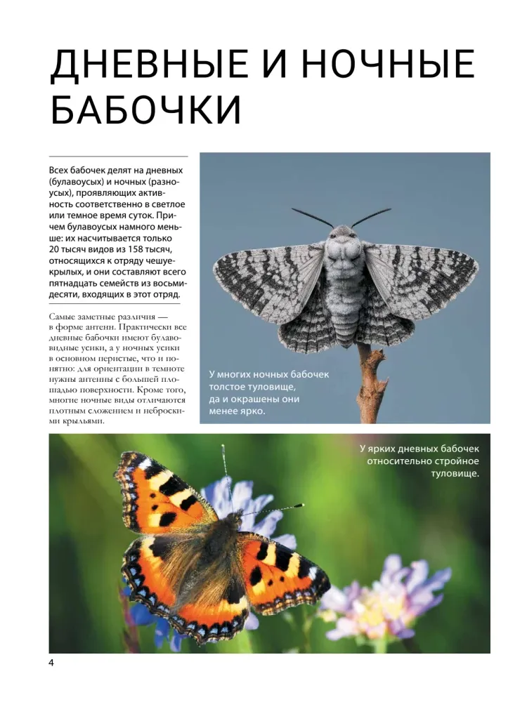 Бабочки — изображение 4