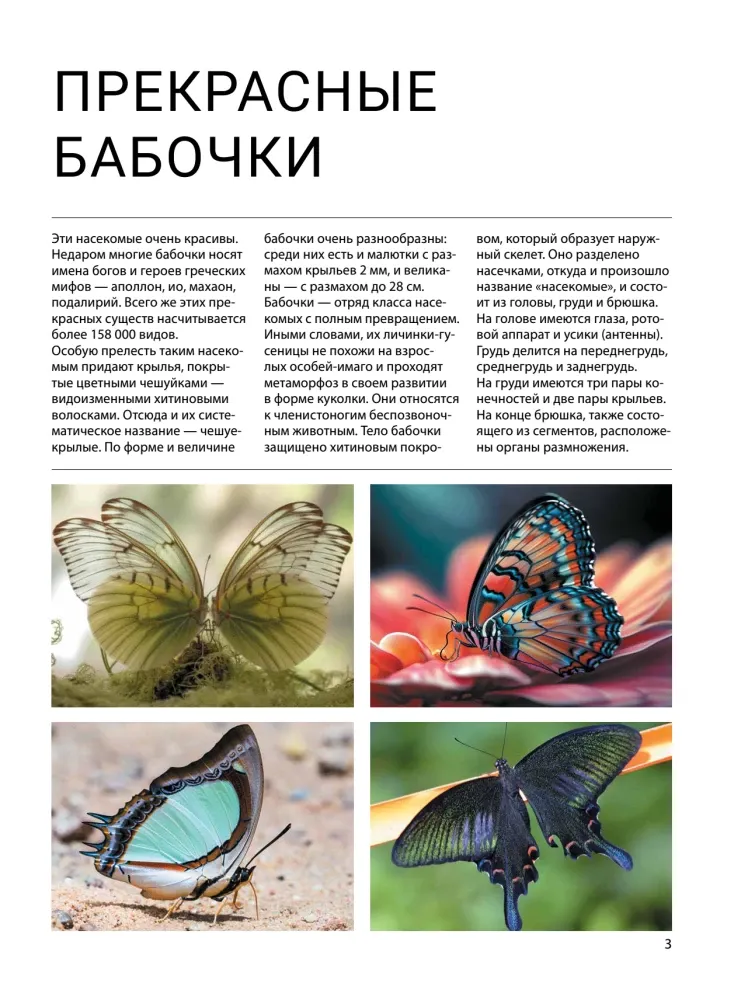 Бабочки — изображение 5