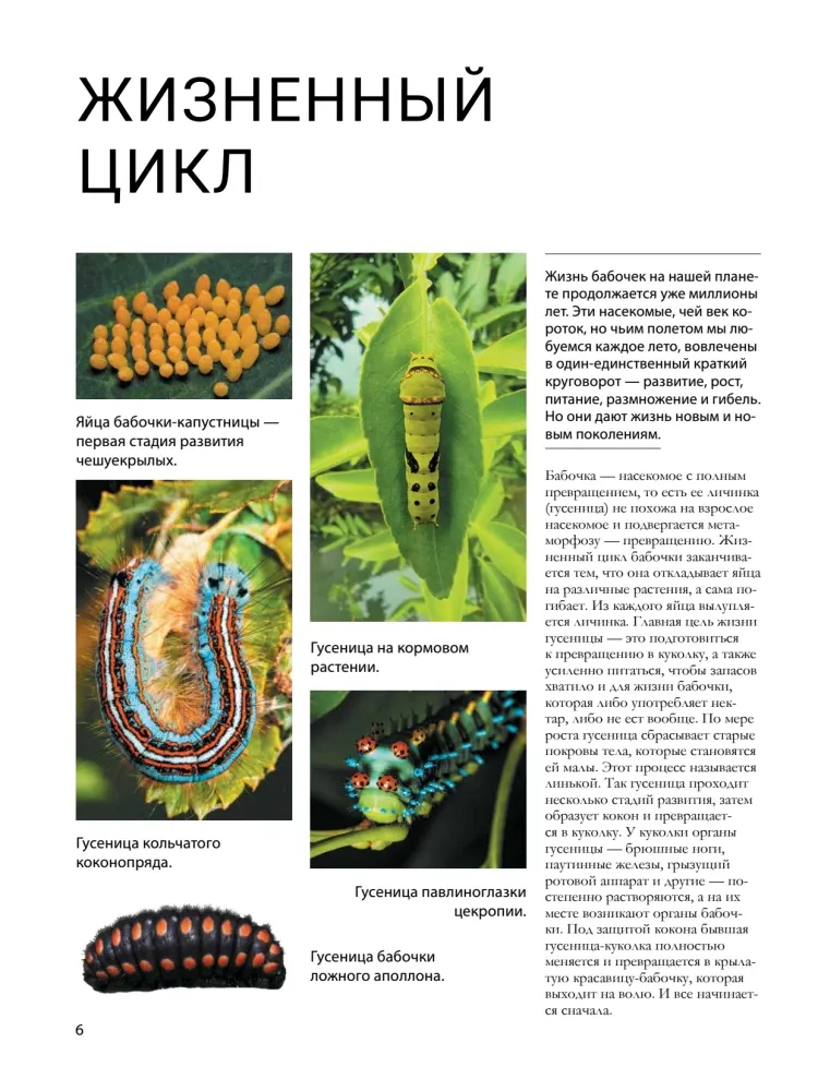Бабочки — изображение 7