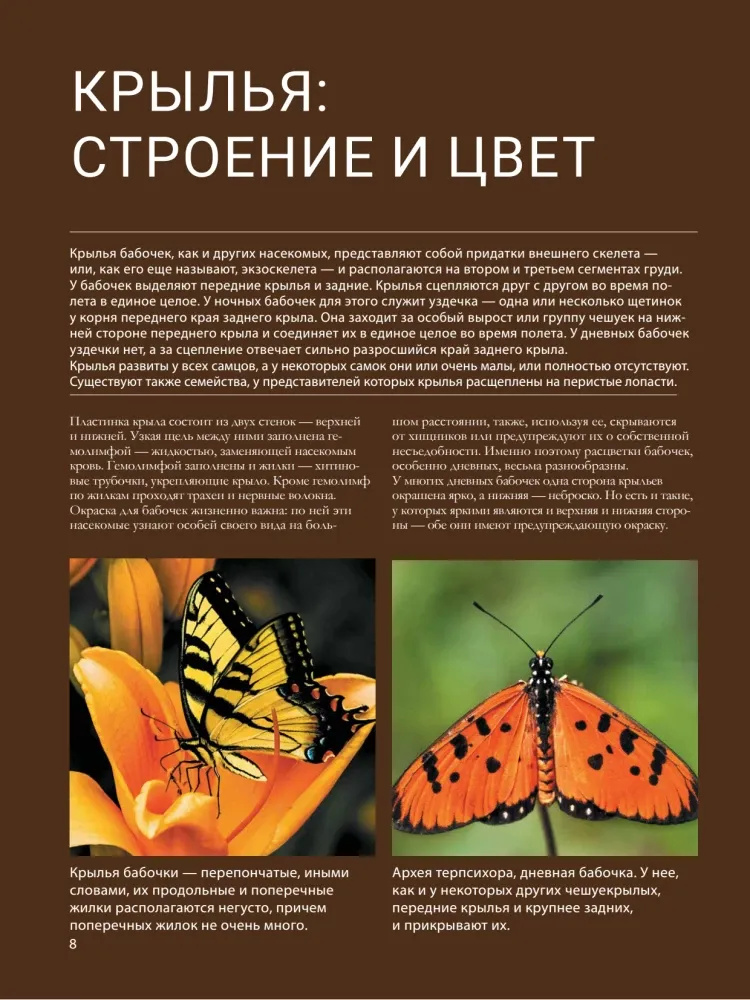 Бабочки — изображение 8