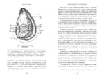 Код устрицы: Загадочная история деликатеса — изображение 13